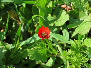 Beautiful red poppy in green grass close-up in spring in Israel.