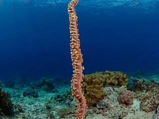 Translucent Coral Goby on whip coral (Bryaninops erythrops)