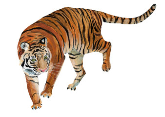 Watercolor hand painted tiger on white background