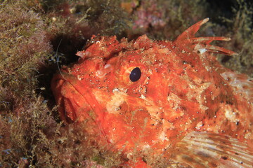 Scorpionfish with red/brown tones, looking attentively at what is going on around it in its marine habitat.