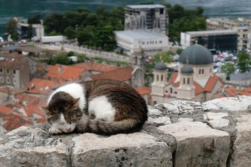 Cat on fortress wall in Kotor, Montenegro. Kotor is a beautiful historic city on the Unesco list.