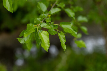 green leaves of a mulberry tree