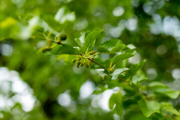 budding mulberries and leaves