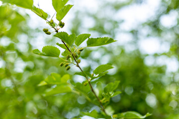 mulberry leaves on a branch
