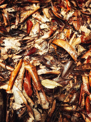 Path of brown color rainforest leaves in beautiful day
