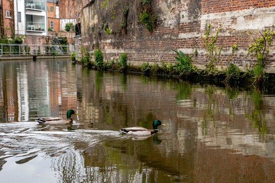 Ducks swimming in the Dyle river bank in Mechelen, Belgium