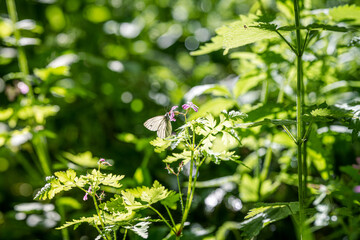 Butterfly on a flower in the green forest. Selective focus