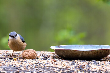 Fütterung Vögel Kleiber