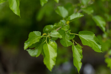 close up of budding mulberry branch