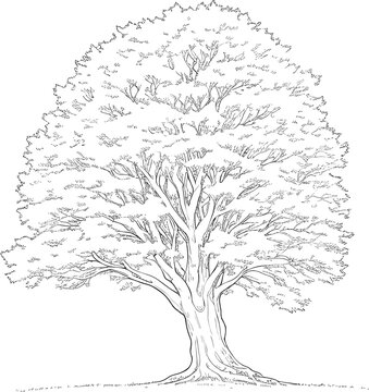Tree line drawing, Side view, set of graphics trees elements outline symbol for architecture and landscape design drawing. Vector illustration in stroke fill in white.
