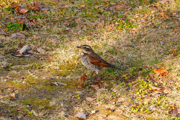 朝日の差す中に立つツグミ