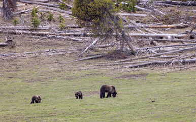 Sow Grizzly Bear and Cubs in Yellowstone National Park in Spring