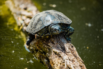 Europäische Sumpfschildkröte sitzt auf Baumstamm im Wasser