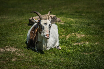 Im Gras liegende Ziege