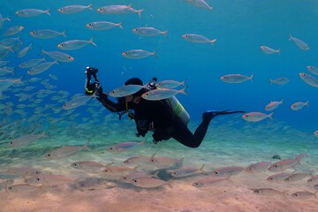 Underwater scuba diver photographer and school of fish. Scuba diver photographing the marine life....