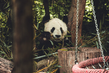 Pandabär frisst Bambus