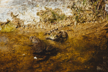 Frösche sitzen im Wasser vor Stein