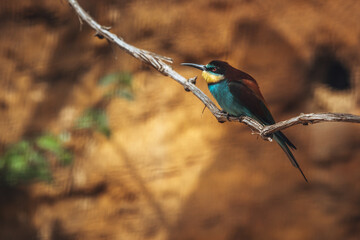 Bienenfresser sitzt auf dünnem Ast