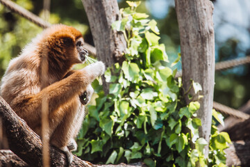 Gibbon frisst Blätter