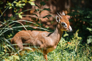 Dikdik steht im Gras