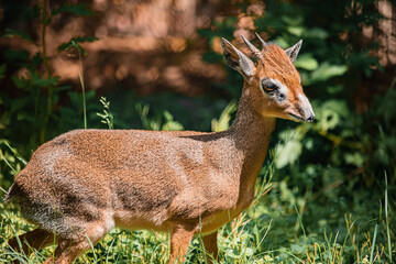 Dikdik steht im Gras