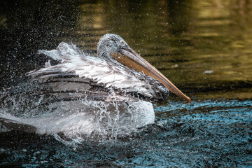 Pelikan spritzt mit seinen Flügeln im Wasser