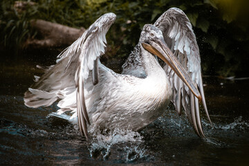 Pelikan posiert stolz und anmutig im Wasser