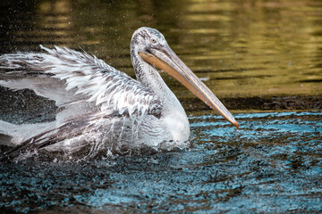 Pelikan spritzt mit seinem Flügeln im Wasser