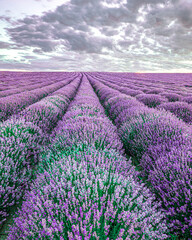 Naklejka na ściany i meble Beautiful tranquil nature landscape with blooming lavenders field