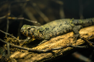 Chinesische Krokodilschwanzechse in Terrarium