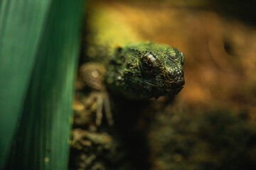 Chinesische Krokodilschwanzechse in Terrarium