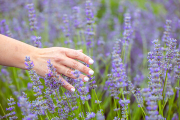Female hand touching the purple lavender shrubs on a summer evening. 