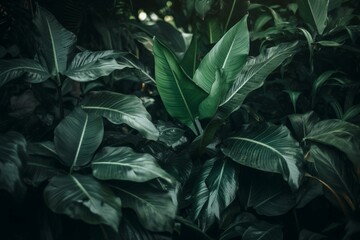 Naklejka na ściany i meble Deep green tropical leafy backdrop. Generative AI