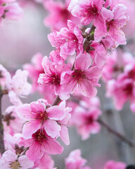 Pink, romantic, blooming peach tree branch flowers in spring season.