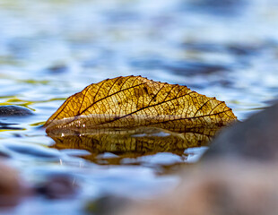 Leaf in the Water
