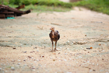 Chicken on the ground on a farm in the countryside of Indonesia.