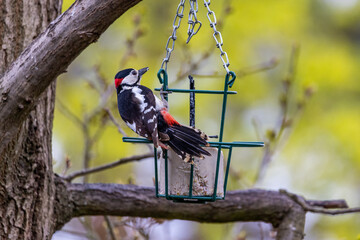 F&uuml;tterung V&ouml;gel