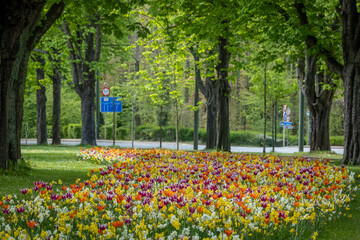 tulipes on the park brussels 