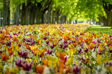 tulip field in spring