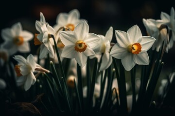 Closeup of French narcissus blossoms on record plateau. Generative AI - obrazy, fototapety, plakaty