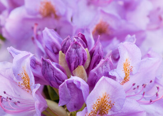 closeup of purple Rhododendron flowers
