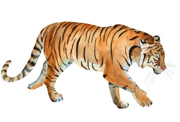 Watercolor hand painted tiger on white background