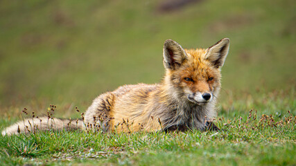 Red fox and blurry landscape