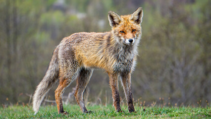 Red fox and blurry landscape