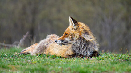 Red fox and blurry landscape