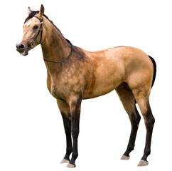 Portrait of a beautiful Akhalteke horse on white background.