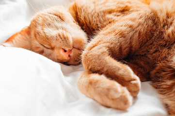 Cute ginger cat sleeps on the bed