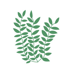 Vector marine algae flat illustration. Green seaweed vector clipart
