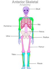 Skeletal anterior anatomy. Human front skeleton color parts structure. Head, arm, leg, shoulder, chest general bones names. Skull rib, humerus, pelvis, ulna, radius, femur, tibia, fibula. Draw vector
