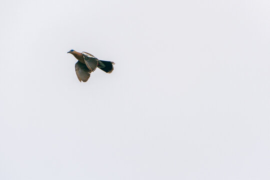 West Peruvian dove in flight